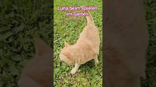 #cat #katzenvideo #lunathecat