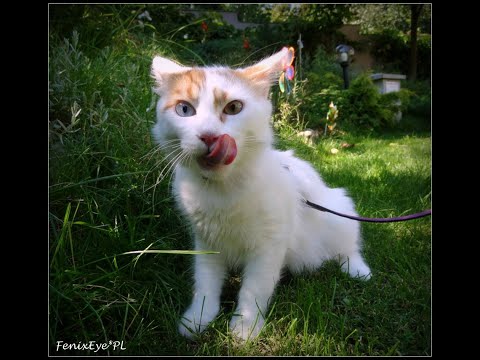 Turkish Van Cats Kot Turecki Van Youtube