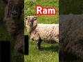  What is a Ram What is a Male Sheep Called What are Rams sheep ram maleanimalnames english mp3
