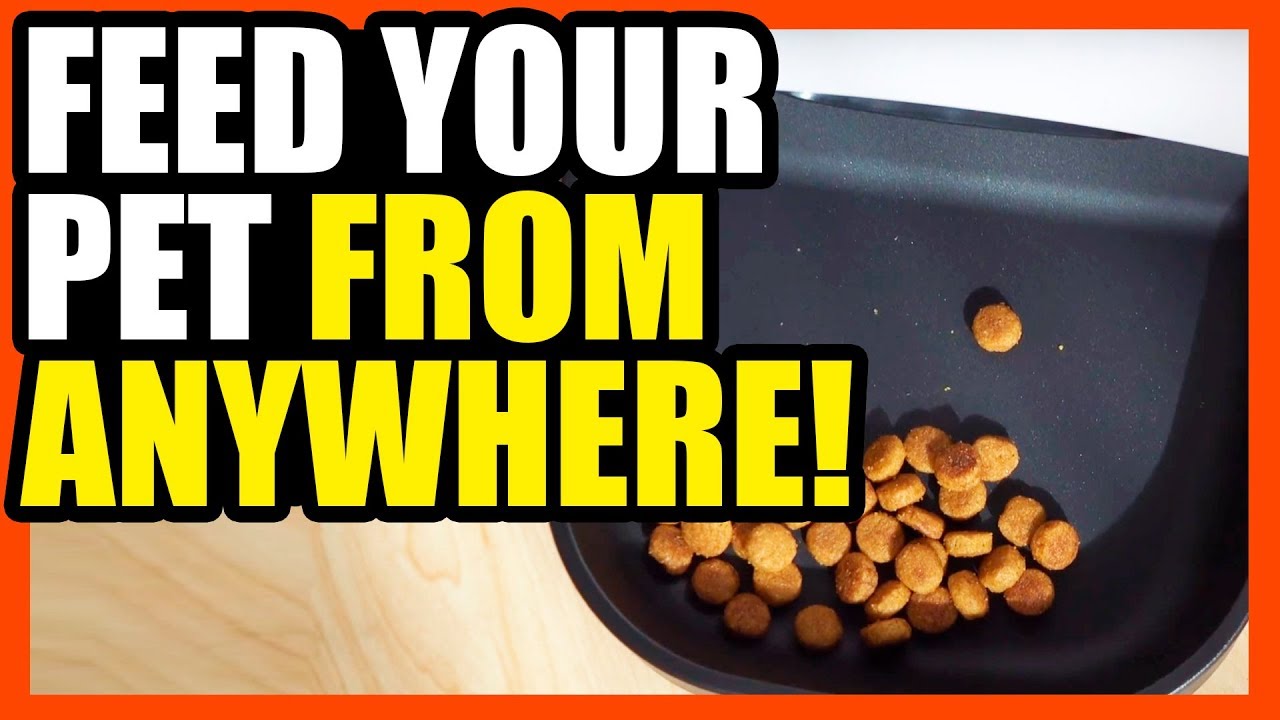 Smart Pet Feeder Review Feed From Your Phone! EpicReviewGuys YouTube