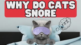 Why Do Cats Snore? - Reasons Behind Cat Snoring: Is It Normal?