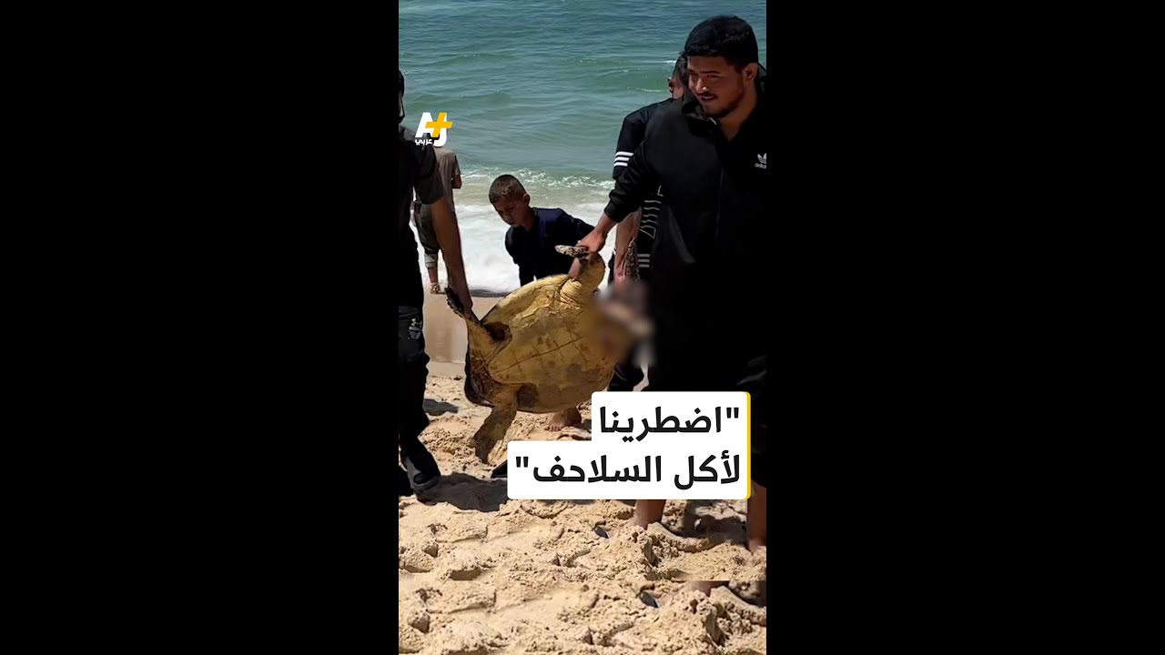 لماذا يصطادون السلاحف ويأكلونها في غزة؟ إليكم الإجابة في هذه المقابلات الخاصة: