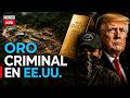 ORO ILEGAL del Clan del Golfo terminó en MONEDAS de EE.UU. | Escándalo sacude a Colombia