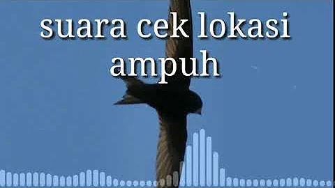 Suara walet cek lokasi ( Ceklok ) MANTAP