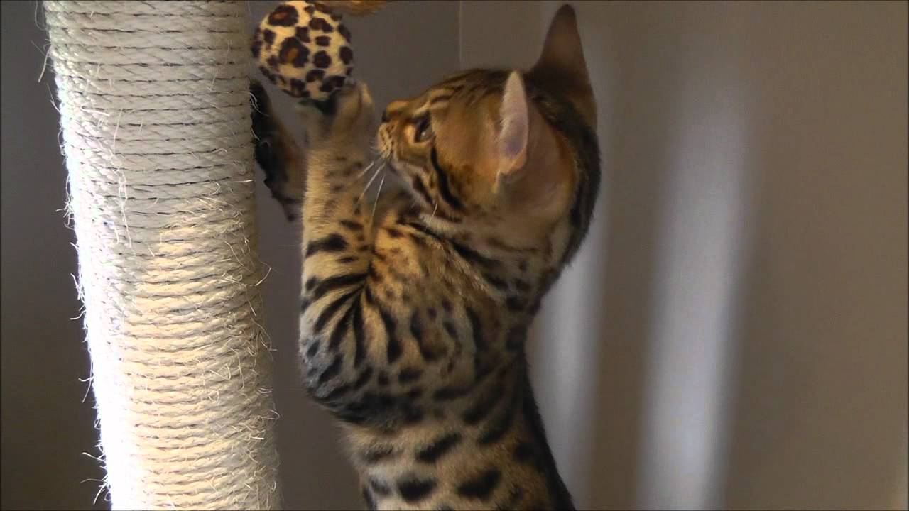 Bengal Cat Growling YouTube