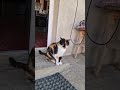 Cleaning herself on the doorstep