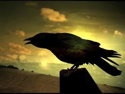 Crows Smarter Than You Think(full documentary)HD