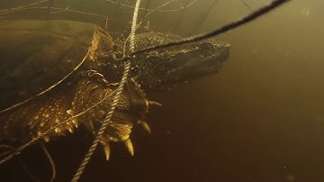 Trapping Snapping Turtles!