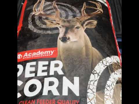 Whitetail Deer Hunting Putting Out Corn And Magnum Munch Feed