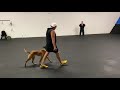 Protection Dog Training with 6 1/2 month old “Elon”