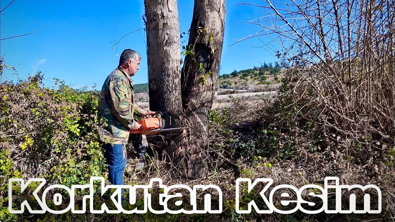 Aniden Çıkan Rüzgar Çok Korkuttu !!! Husqvarna 372xp Motorlu Testere Ağaç Kesimi