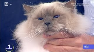 Amici animali: gatto sacro di Birmania - Unomattina 06/12/2017