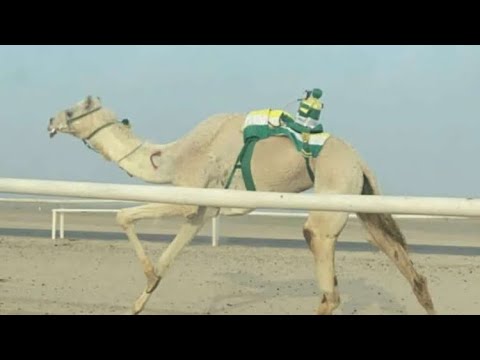الشاهينية عفاس بن صالح الكريبي المري