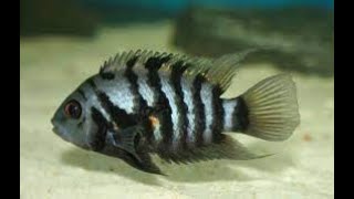Convict Cichlid