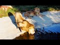 Как львиные салаги собирались дедов драконить! Тайган. Filming lions by drone DJI Mini 2
