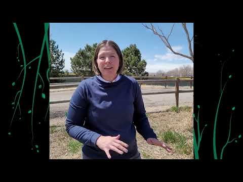 Video: Kochia Scoparia Grass – informacija apie Kochia kontrolę kraštovaizdžiuose