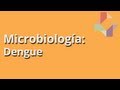 Dengue - Microbiología - Educatina