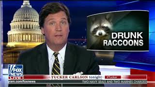 Trash Pandas are getting drunk in West Virginia - Tucker Carlson 11/15/18