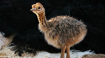 Rebellenstruisvogel op vrije voeten