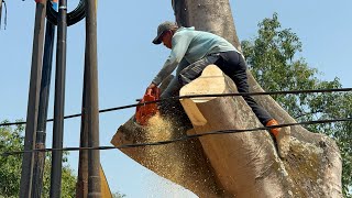 Felling Huge trembesi tree in the suburbs‼