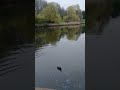 Trying to talk to a bird inspired by Bretman rock! #coot #birdwatching #naturepark