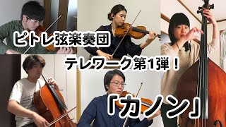 クラシックの名曲「カノン」【ピトレ弦楽奏団　テレワーク第1弾】Pachelbel：Canon(Kanon)