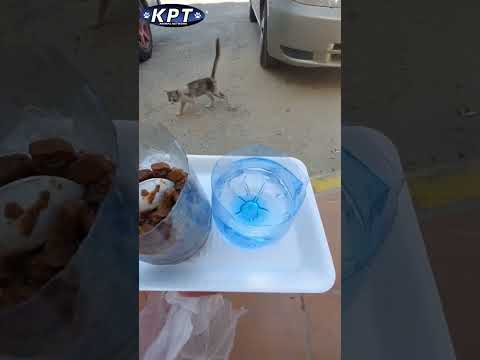 Give & Share || Blessed || straycats feeding