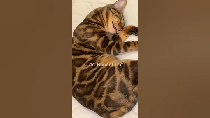 Video 11590571: bengal cats catlover, bengals catlover cute