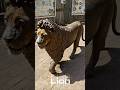 Lion Steal coming to life, amazing #viral #shorts