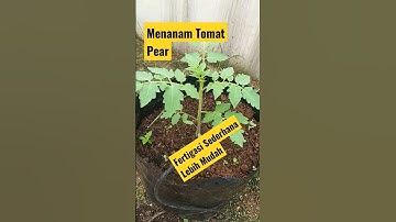 Terbaru!!! Cara Menanam Tomat Pear Di Fertigasi Sederhana #shorts