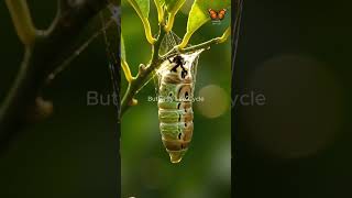 Citrus Swallowtail Papilio demodocus – Africa !