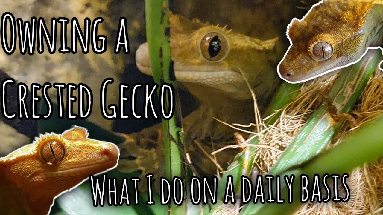 Owning a Crested Gecko | Day In The Life - YouTube