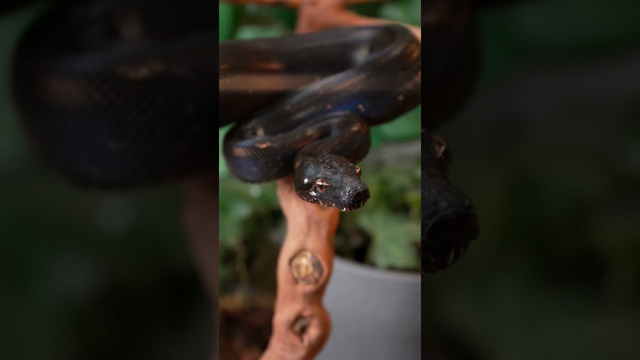 Black Devil 🖤 IMG Boa imperator male
