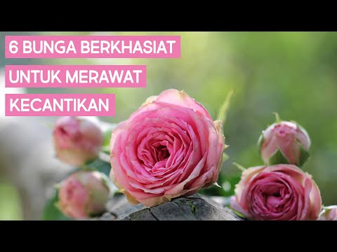 Video: Bunga terbaik untuk perawatan kecantikan