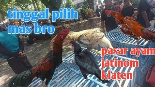 How Much Is The Price Of Bangkok Chicken At The Jatinom Klaten Chicken Market