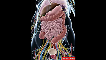 Inside The Human Body The Hidden Anatomy Of Our Internal Organs 