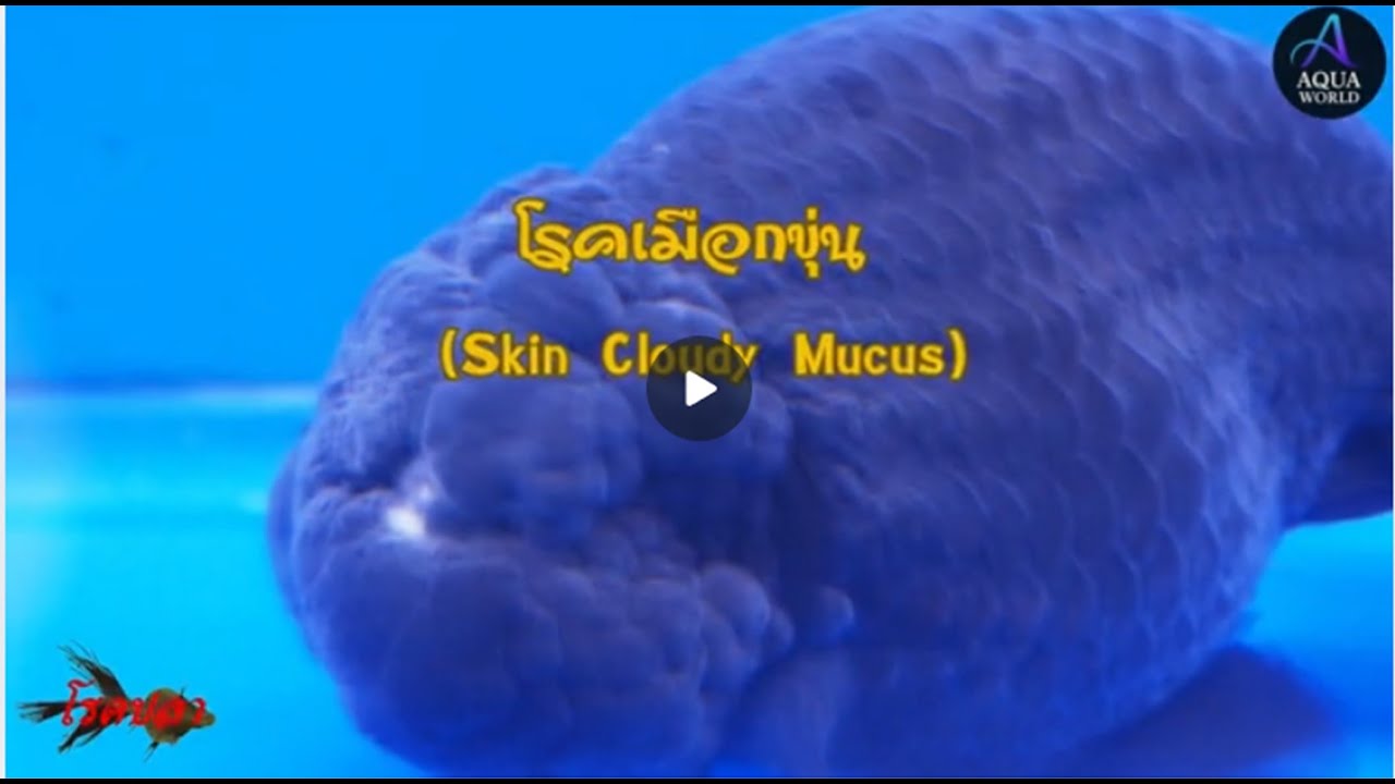 โรคเมือกขุ่น (Skin Cloudy Mucus Disease) | S_12: FD_Ep2 โรคติดเชื้อปรสิตในปลา #Parasites #โรคปลา
