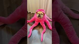 Octodog attack !!! #shorts #dog