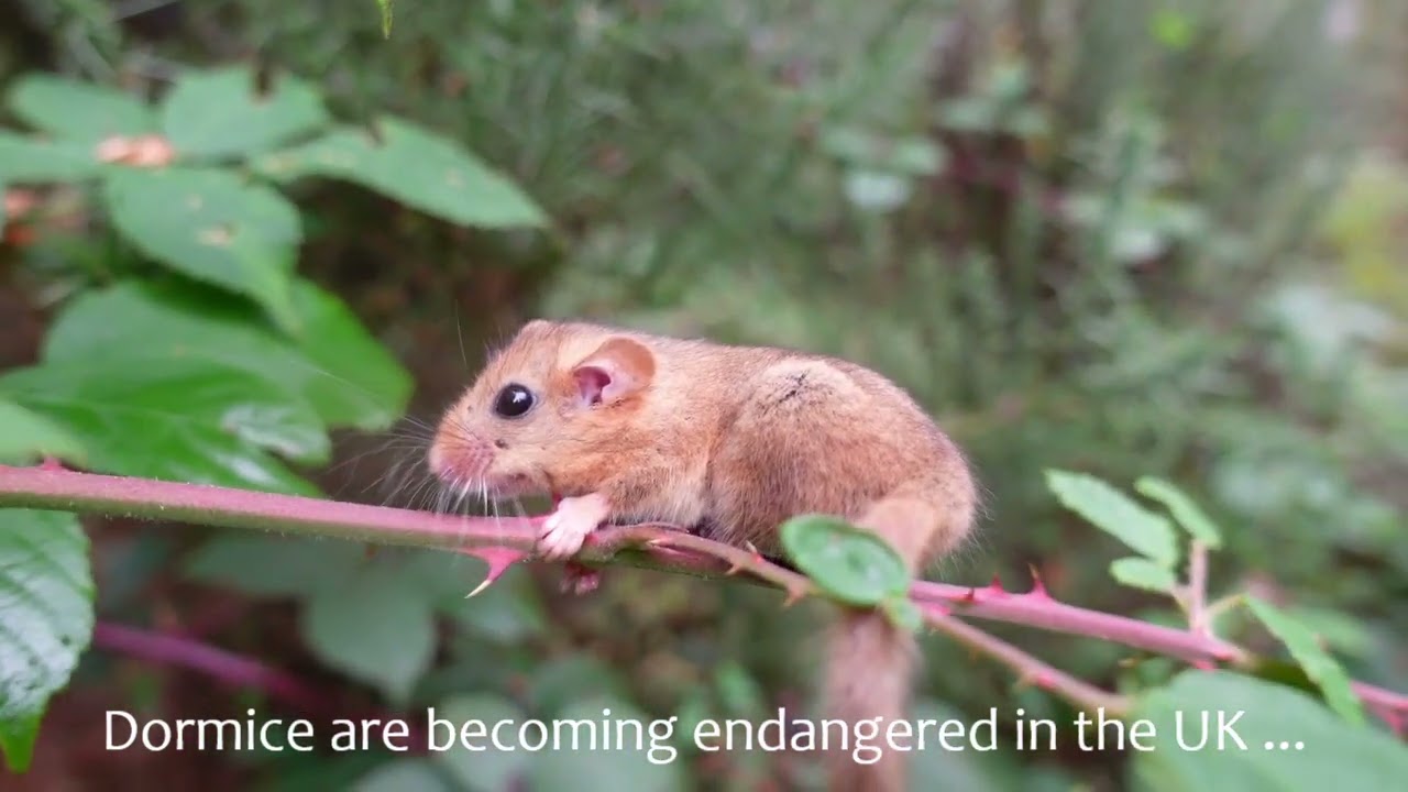 Managing woodland scrub for wildlife