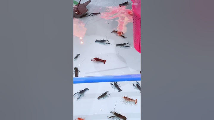 ตักปลางานวัดไม่ได้ ก็ตกกุ้งแทนละกัน #ตกกุ้ง #กุ้งเครฟิช