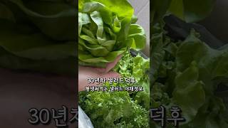 30년차 샐러드 덕후 평생 써먹는 샐러드 야채정보 / 맛있는 샐러드 야채/ 유러피안소프트샐러드