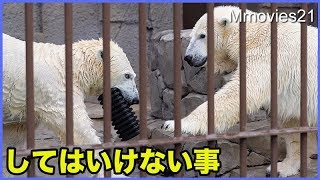 ララの怒り方　言ってわからなければアタック！ ホッキョクグマ親子