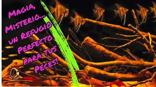 Acuario de Aguas Negras: Magia, Misterio de la naturaleza en tu acuario