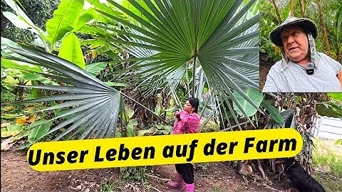 Farm tour in Thailand – ponds, plants & 3 Rottweilers in action. It's a mess🤣🤪😜