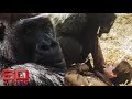 Reporter attacked by adult gorilla in cage | 60 Minutes Australia