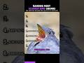 Most Scariest Bird Sounds #shorts #birds
