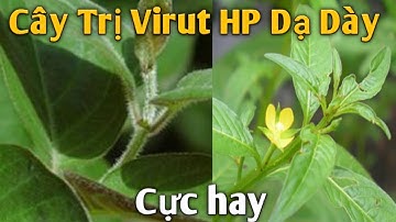 2 Bài thuốc trị ViRút HP Dạ Dày rất hay. PHAN HẢI channel.