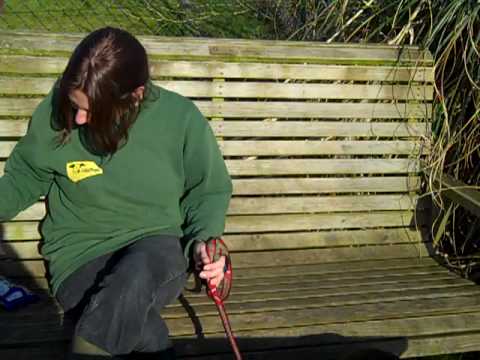 Dogs Trust Bridgend: Billie-Jean the Staffie with a Canine Carer