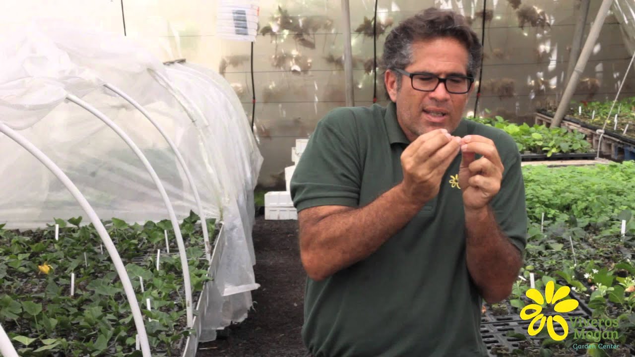 Cómo reproducir plantas trepadoras por esquejes