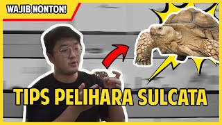 TIPS PELIHARA SULCATA !! BIAR GA GAMPANG MATI !!